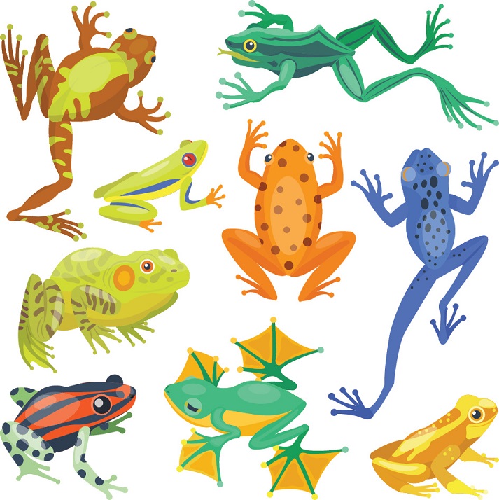 Lesson - Animal Classification: Amphibians Educational Resources K12 Learning