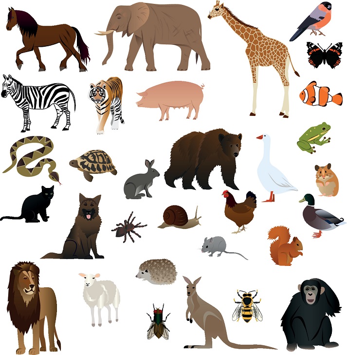 Lesson - What Animals Eat: Project Educational Resources K12 Learning