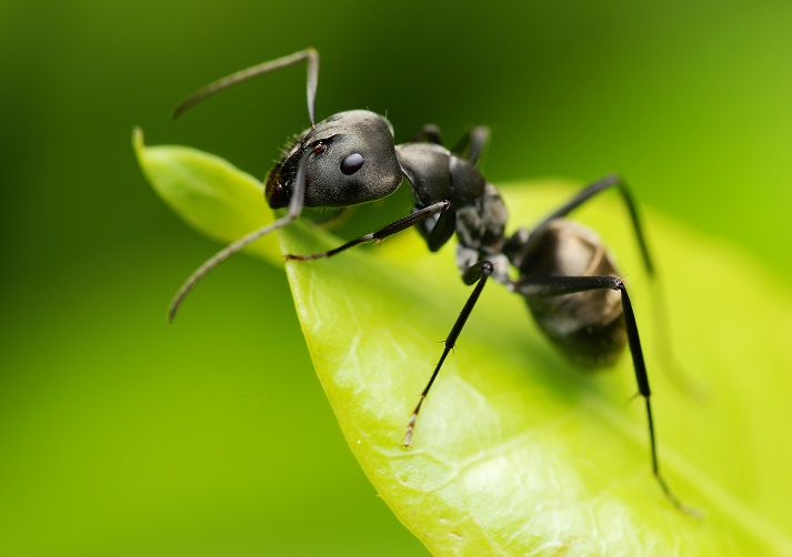 Lesson - All About Ants! Educational Resources K12 Learning