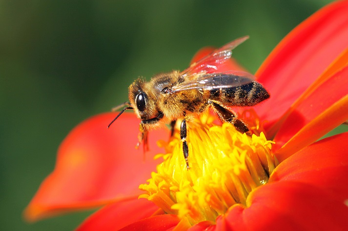 Lesson - Beautiful Bees! Educational Resources K12 Learning