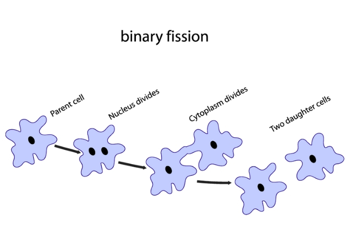 asexual binary fission definition