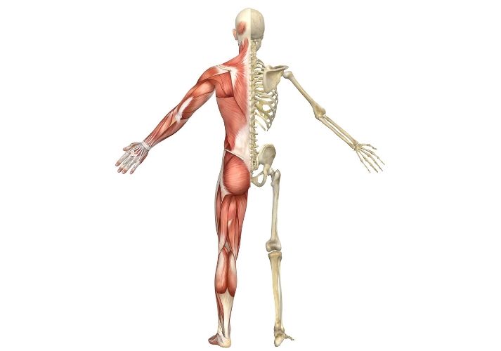 Lesson - The Muscular and Skeletal Human Body Systems Educational Resources K12 Learning