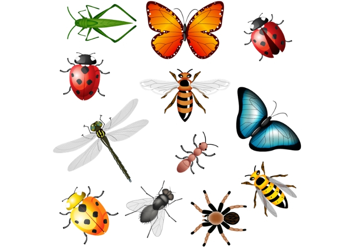 Lesson - Bugs Are Important! Educational Resources K12 Learning