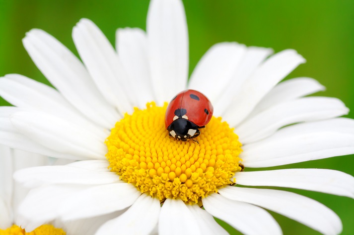 Lesson - Bugs Make Flowers Grow Educational Resources K12 Learning