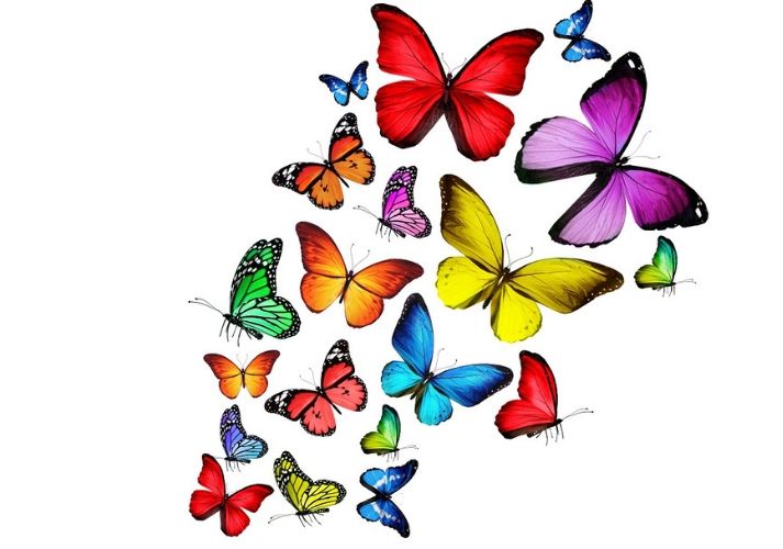 Lesson - The Life Cycle of a Butterfly: Part 1 Educational Resources K12 Learning