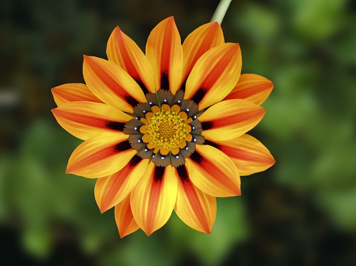 Lesson - What Are the Parts of a Flower? Educational Resources K12 Learning