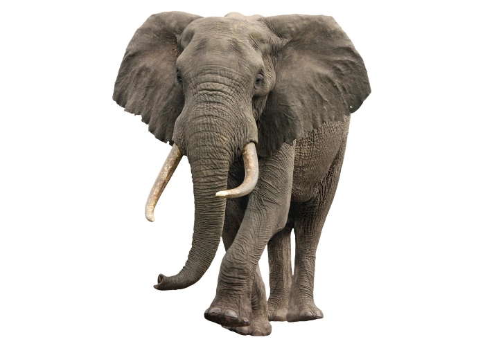Lesson - Elephants Educational Resources K12 Learning