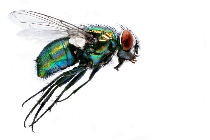 Lesson - What Do You See Through Your Eye, Mr. Fly? Educational Resources K12 Learning