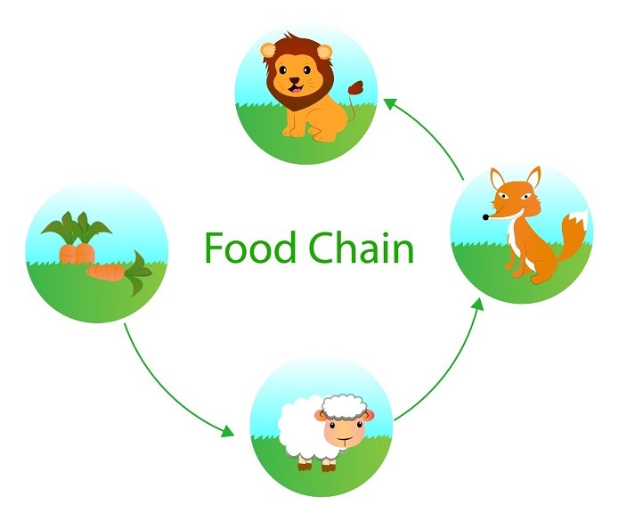 Food Chain Photo