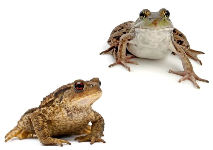 Lesson - Frogs and Toads Educational Resources K12 Learning