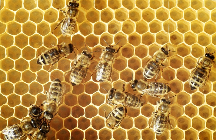 Lesson - What's All the Fuss About Honey Bees? Educational Resources K12 Learning