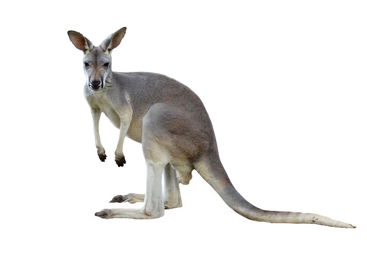 Lesson - Marsupials: Kangaroos Educational Resources K12 Learning