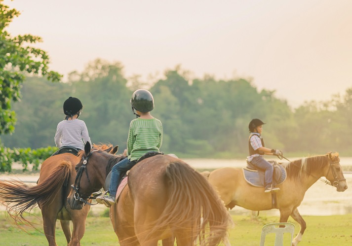 Lesson - Horses Educational Resources K12 Learning
