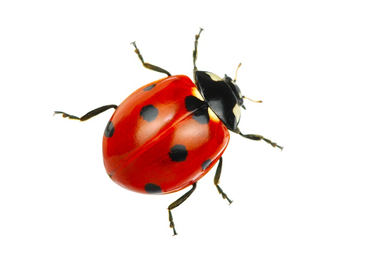 Lesson - The Life Cycle of a Ladybug: Part 2 Educational Resources K12 Learning