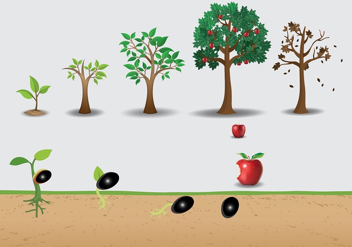 The Life Cycle of a Tree Educational Resources K12 Learning