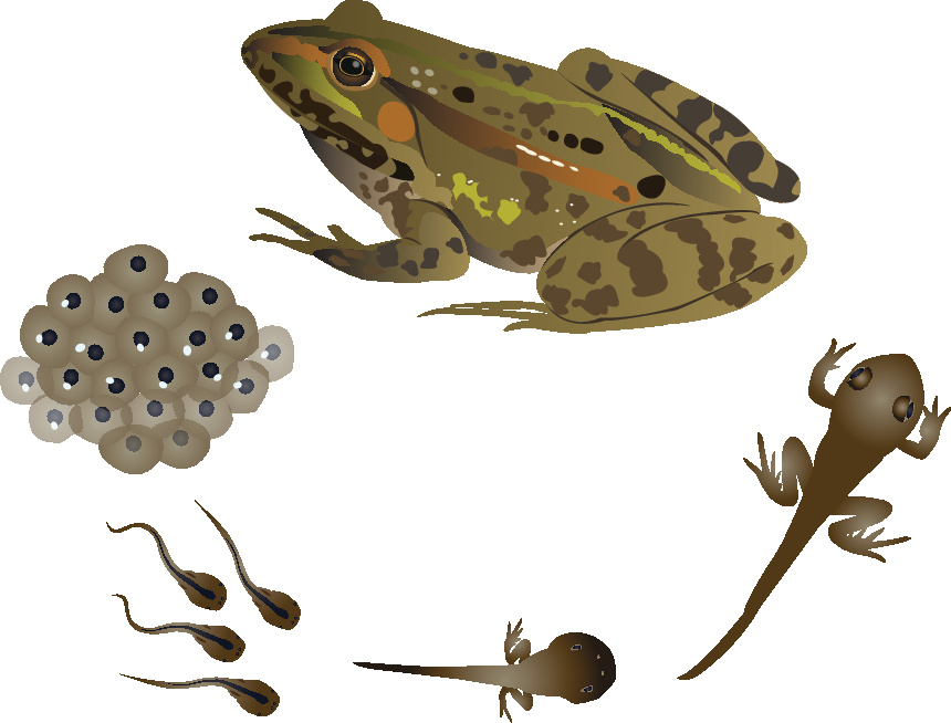 Lesson - Life Cycle of a Frog Educational Resources K12 Learning