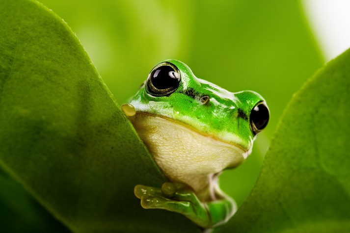Lesson - The Life Cycle of a Frog: Part 1 Educational Resources K12 Learning