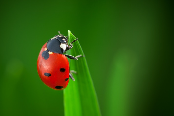 Lesson - The Life Cycle of a Ladybug: Part 1 Educational Resources K12 Learning