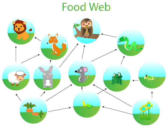 Lesson - Living Organisms: Food Webs Educational Resources K12 Learning