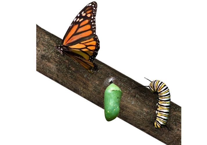 Lesson - The Life Cycle of a Butterfly: Part 2 Educational Resources K12 Learning