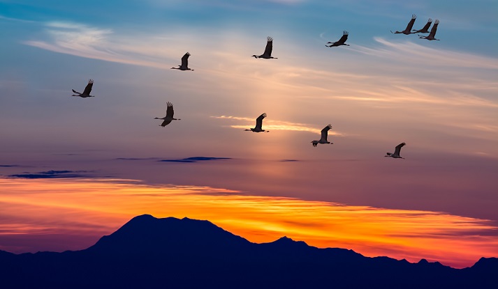 Lesson - How Birds (and Other Animals) Migrate Successfully Educational Resources K12 Learning