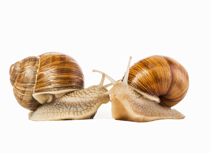Lesson - Mollusks Educational Resources K12 Learning