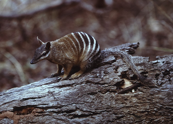 Lesson - Marsupials: Numbats Educational Resources K12 Learning