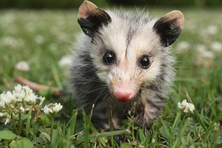 Lesson - Marsupials: Opossums Educational Resources K12 Learning