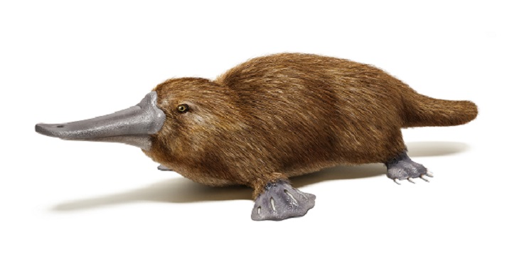 Lesson - Platypus Educational Resources K12 Learning