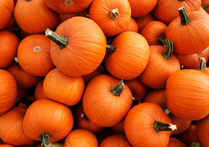 Lesson - The Life Cycle of a Pumpkin Educational Resources K12 Learning