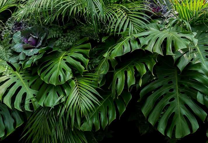 Rainforest Plants 11198 