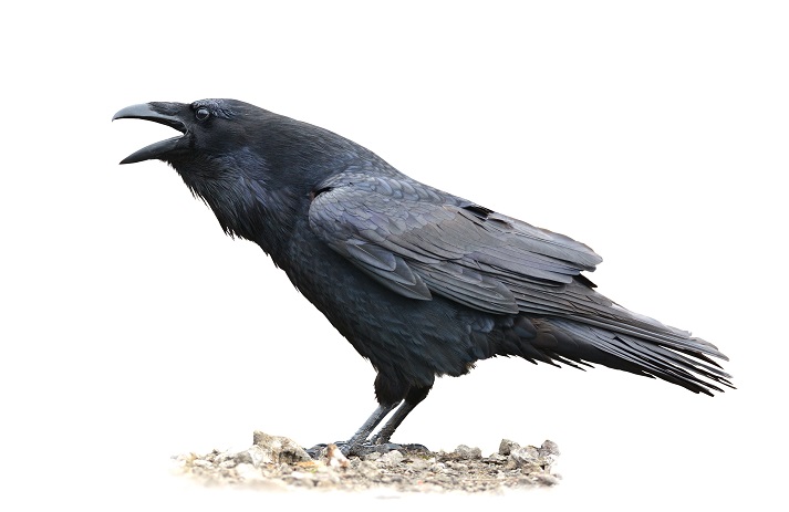 Lesson - Quoth the Raven ... Nevermore! Educational Resources K12 Learning