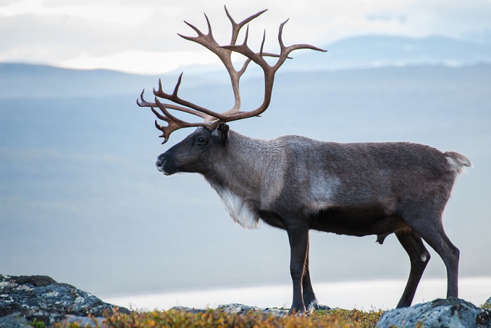 Lesson - Santa's Reindeer Educational Resources K12 Learning