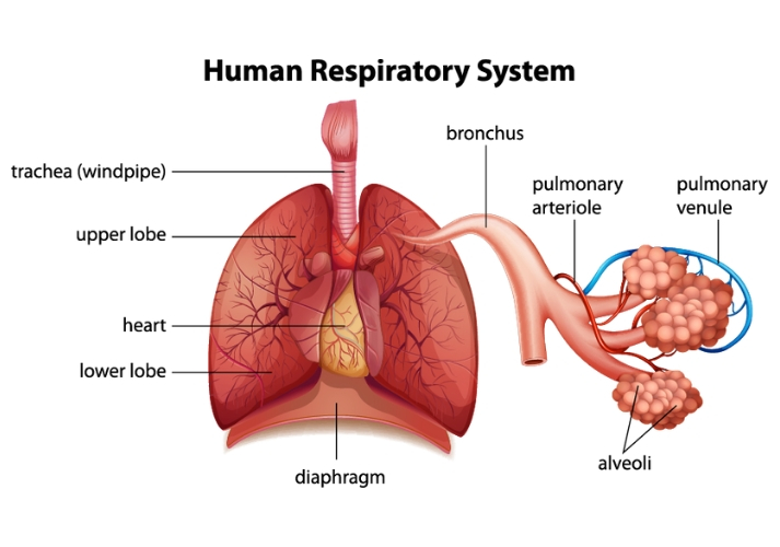 Draw a labelled diagram of human respiratory system