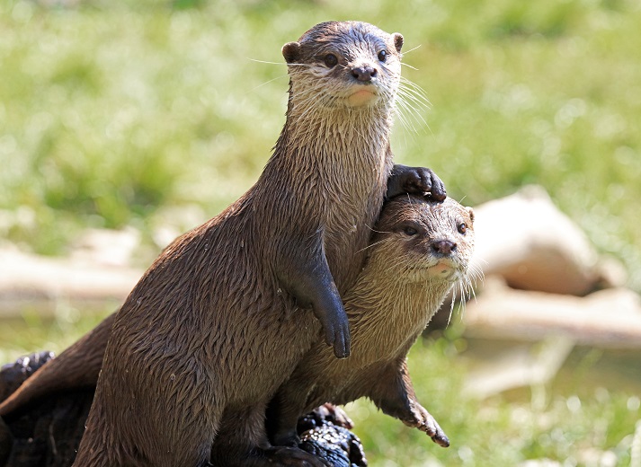 Lesson - Otters and Their Personalities Educational Resources K12 Learning