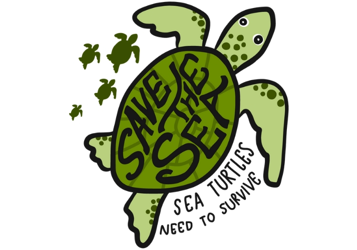 Lesson - Protecting Sea Turtles Educational Resources K12 Learning