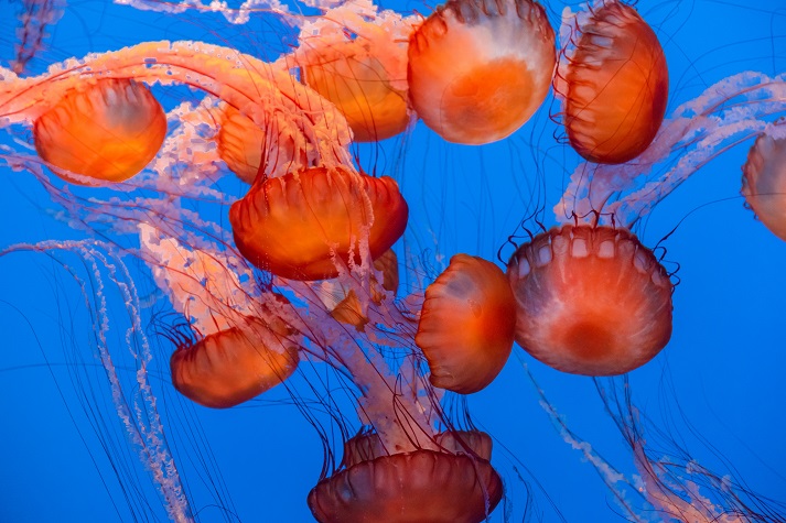 Lesson - Jellyfish Educational Resources K12 Learning