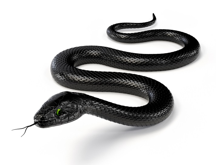 Lesson - Snakes Educational Resources K12 Learning