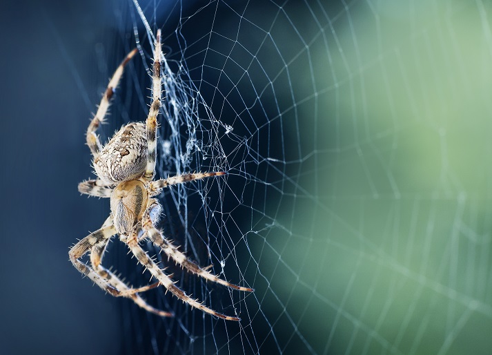 Lesson - All About Spiders Educational Resources K12 Learning
