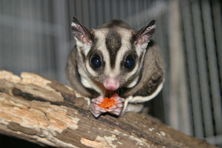 Lesson - Marsupials: Gliders Educational Resources K12 Learning