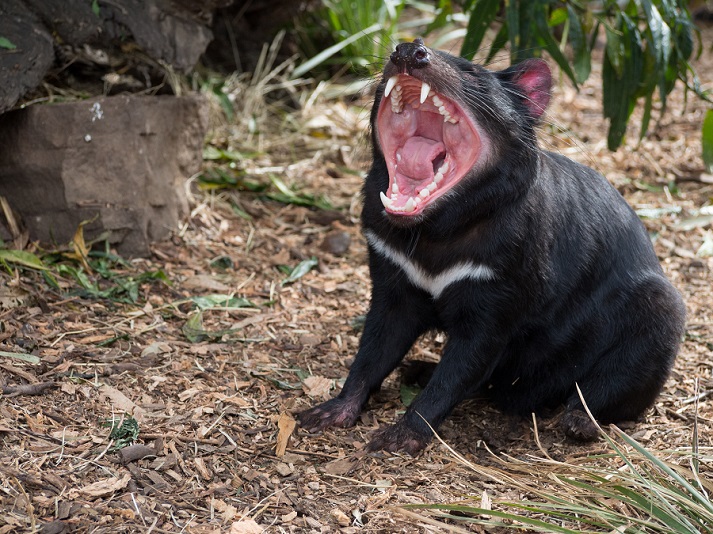 Lesson - Marsupials: Tasmanian Devils Educational Resources K12 Learning