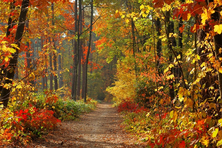 Lesson - Temperate Deciduous Forests: Plants Educational Resources K12 Learning