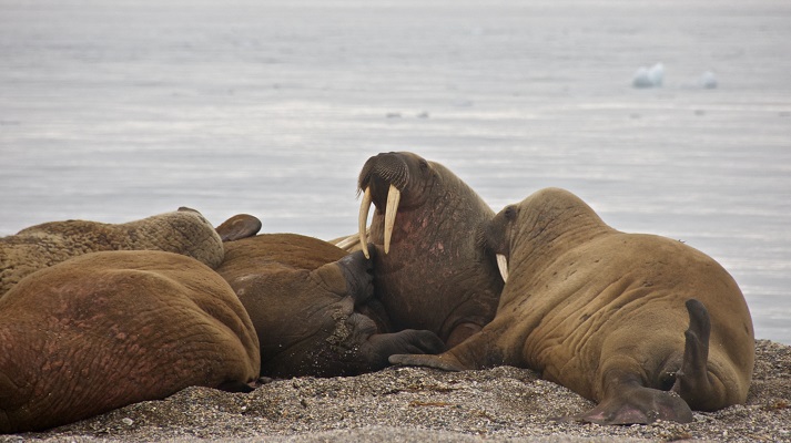 Lesson - Walruses Educational Resources K12 Learning