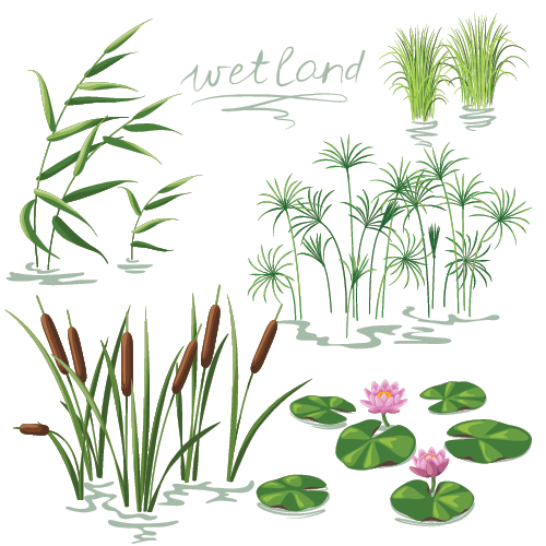 types of plants in swamps