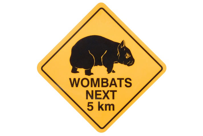 Lesson - Marsupials: Wombats Educational Resources K12 Learning