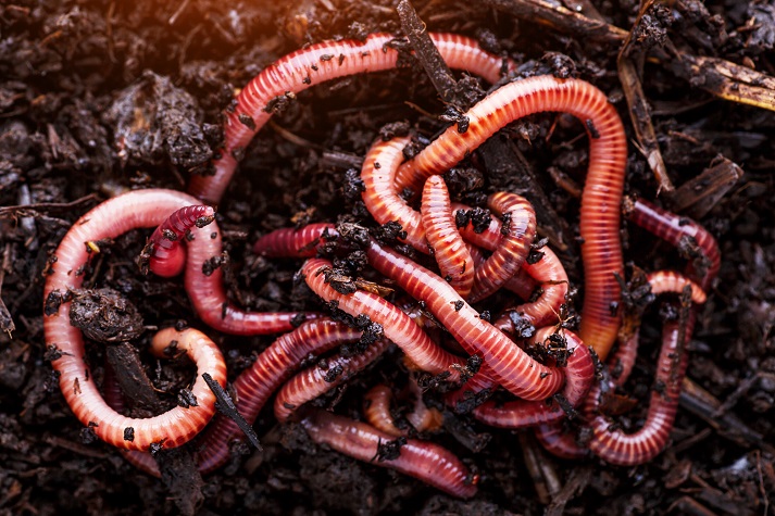 Lesson - Wonderful Worms! Educational Resources K12 Learning