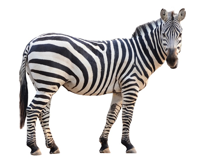 Lesson - Zebras Educational Resources K12 Learning