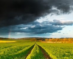 Rainy Dramatic Clouds and Rainbow over Fresh Green Spring Field elephango
