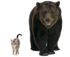kitten-bear1-13194 kitten-bear